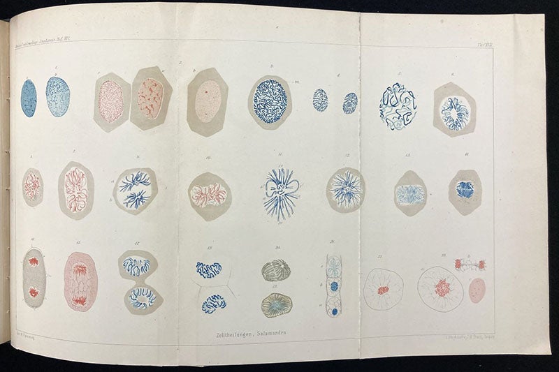 Twenty-five different stages of mitosis in a salamander cell (not in order), “Beiträge zur Kentness der Zelle und ihrer Lebenserscheinungen,” by Walther Flemming, Archiv für Mikroskopische Anatomie, vol. 16, folding plate 18, 1879; note the use of two different aniline stains (The Linda Hall)