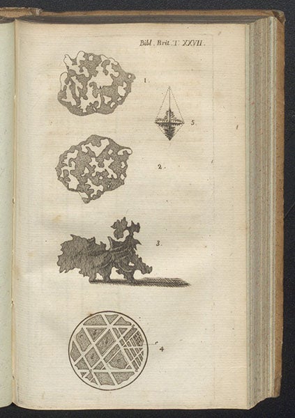 Four views of a piece of the Pallas Iron, engraving accompanying 