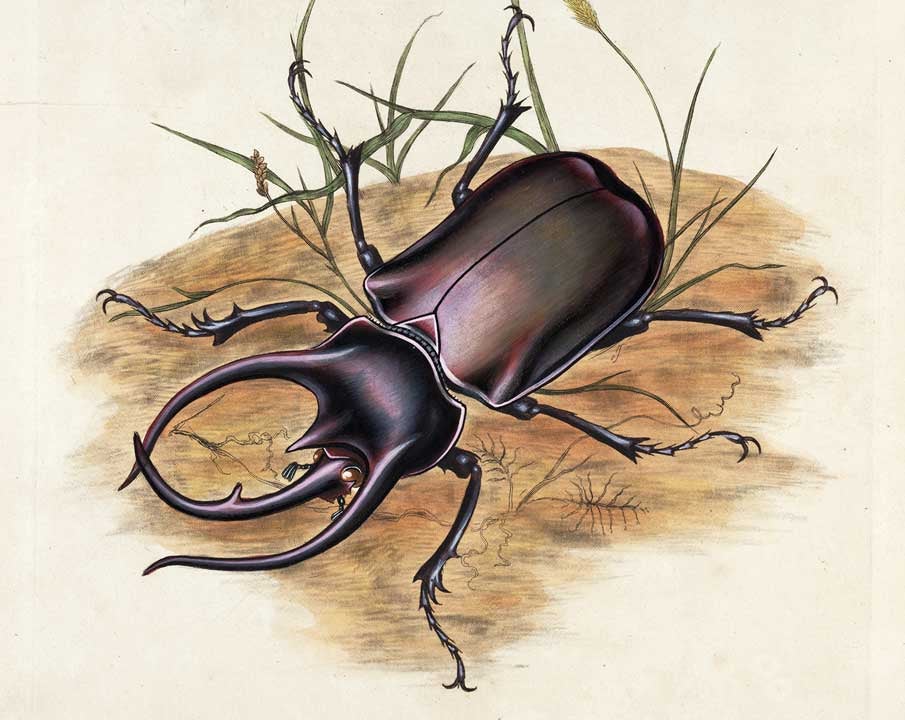 Scrab beetle. Image source: Donovan, Edward. An Epitome of the Natural History of the Insects of India. London: T. Bensley, 1800, pl. 1.