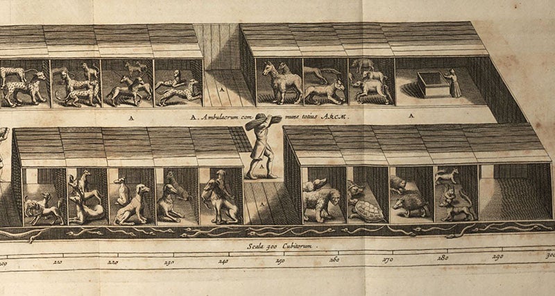 Detail of the “Optical projection” (seventh image), showing a portion of level one, with the larger beasts, engraving in Arca Noë, by Athanasius Kircher, foll. p. 116, 1675, copy 2 (Linda Hall Library)