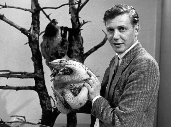 A younger David Attenborough, photograph, undated (theguardian.com)