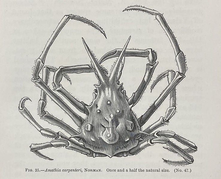 Amanthia carpenteri, a deep-sea crab, named after Carpenter, wood engraving, in The Depths of the Sea, by Charles Wyville Thomson, p. 175, 1873 (Linda Hall Library)