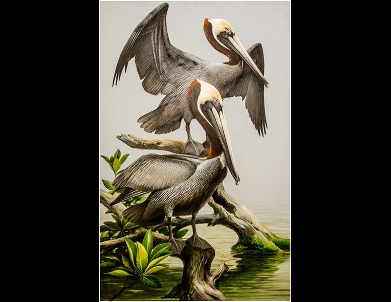 Roger Tory Peterson Institute of Natural History