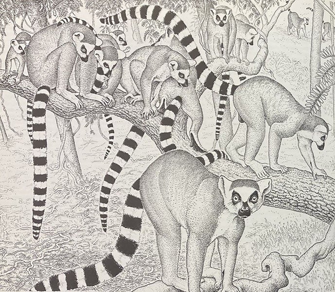 Lemurs, pen-and-ink drawing by Sarah Landry, detail of fig. 26-3, in Sociobiology: The New Synthesis, by E.O. Wilson, pp. 532-3, 1975 (Linda Hall Library)