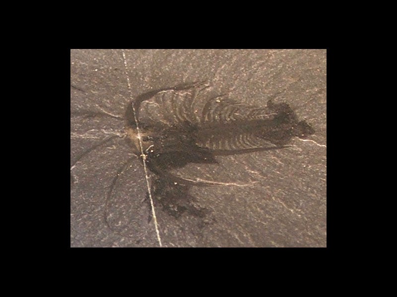 Charles Doolittle Walcott Linda Hall Library