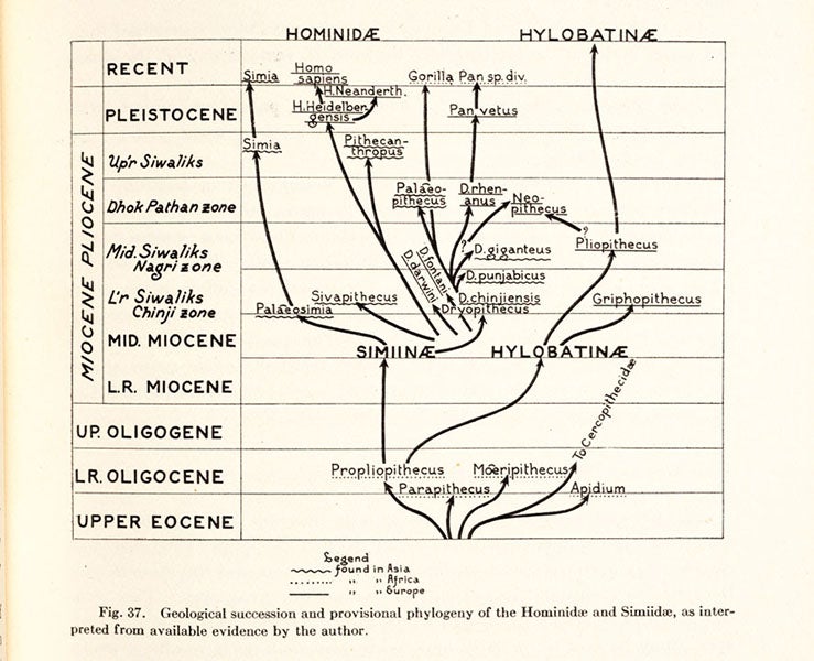 Detail of the primate evolutionary tree from fifth image, 1916 (Linda Hall Library)