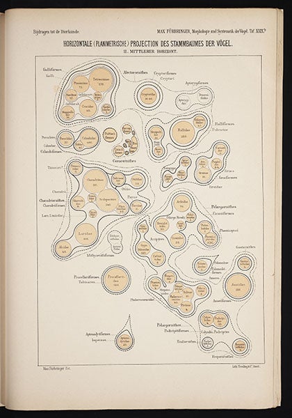 Cross-section of tree in first image, made about half-way up, from Max Fürbringer, Untersuchungen der Vögel, 1888 (Linda Hall Library)
