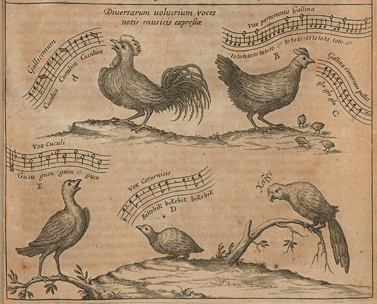 Detail of fourth image, transcribing songs of a cock, a hen, a cuckoo, a quail, and a parrot (Linda Hall Library)