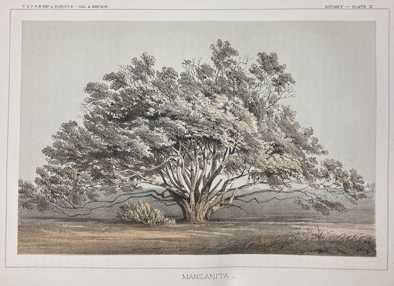 Manzanita, chromolithograph, unsigned but presumed to be by John J. Young, in Explorations and Surveys for a Railroad Route from the Mississippi River to the Pacific Ocean: Routes in California and Oregon, by Robert S. Williamson (Pacific Railroad Report no. 6), Botany plate 4, 1855 (Linda Hall Library)