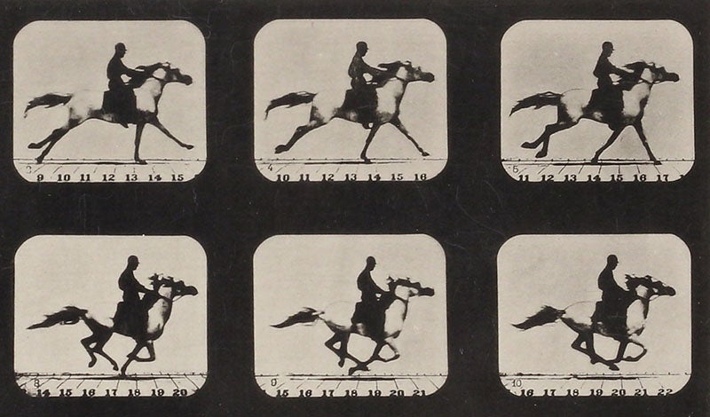 Detail of a heliotype of a horse at a gallop, showing all four feet off the ground, photographed by Eadweard Muybridge, in The Horse in Motion, 1882 (Linda Hall Library)