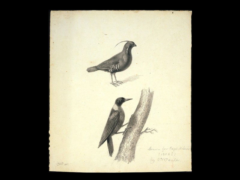 American Philosophical Society