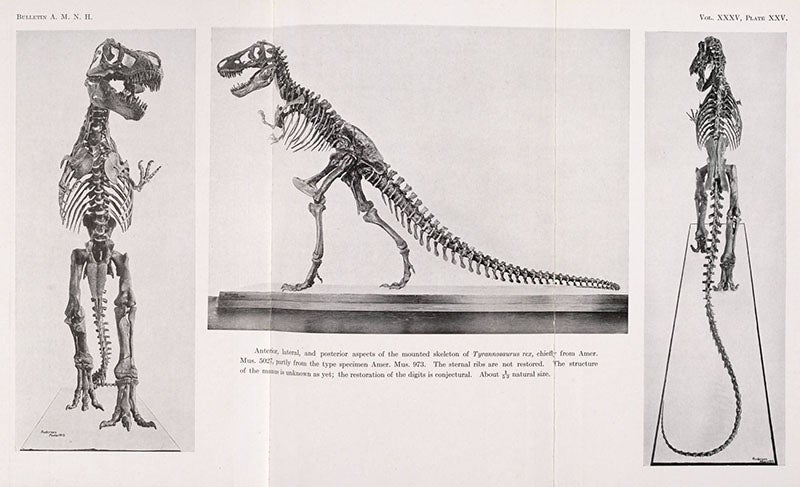 First mounted skeleton of Tyrannosaurus rex, supervised by Osborn, photograph from Bulletin of the AMNH, 1916 (Linda Hall Library)