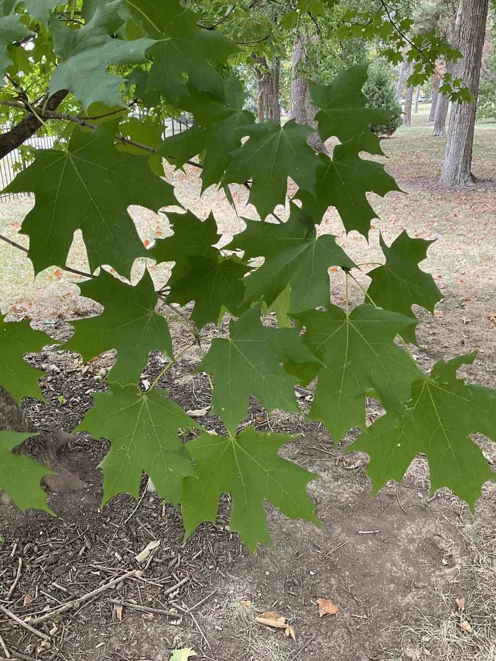 Sugar Maple 1-33-1 - Linda Hall Library