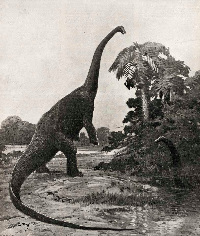 Painting of a restored Diplodocus by Charles Knight. This work was on display in the original exhibition as item 24. Image source: Knight, Charles R. "Diplodocus Restored. The largest creature that ever roamed the earth [cover illustration]," in: Scientific American, vol. 96, no. 24 (June 15, 1907), p. 485. 
