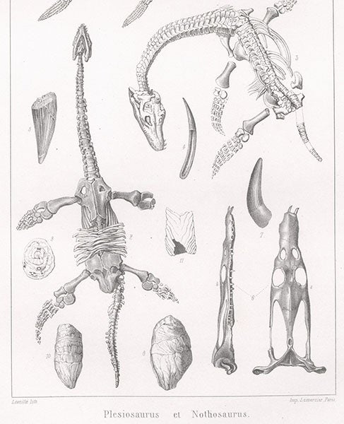 Plesiosaurus, after William Buckland, 1836, detail of a larger plate, lithograph by Pierre Lackenbauer, in Traité de paléontologie, Atlas, by François-Jules Pictet, plate 28, 1853-57 (Linda Hall Library)  