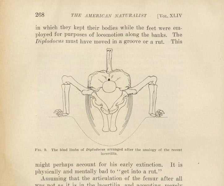 A sprawling Diplodocus in a ditch, as imagined by William J. Holland in order for it to walk about, American Naturalist, vol. 44, 1910 (Linda Hall Library)