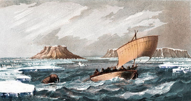 A lighter moment, when one of the small boats was chased by an angry walrus, chromolithograph, Edward Belcher, The Last of the Arctic Voyages, 1855 (Linda Hall Library)