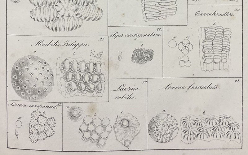 Pollen gains and anther fibers, detail of plate 5, lithograph in De cellulis antherarum fibrosis nec non de granorum pollinarium commentatio phytotomica, by Jan Evangelista Purkynĕ, 1830 (Linda Hall Library)