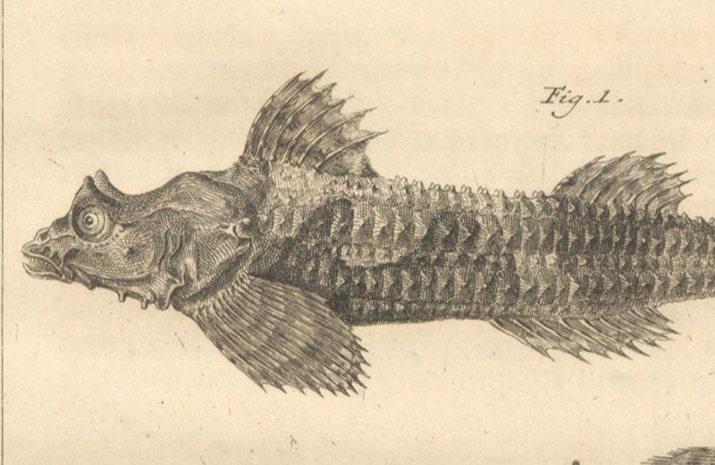 Front end of a dragon poacher, detail of fifth image, engraving in Spicilegia zoologica, by Peter Simon Pallas, vol. 2, fasc. 7, plate 5, 1769 (Linda Hall Library)
