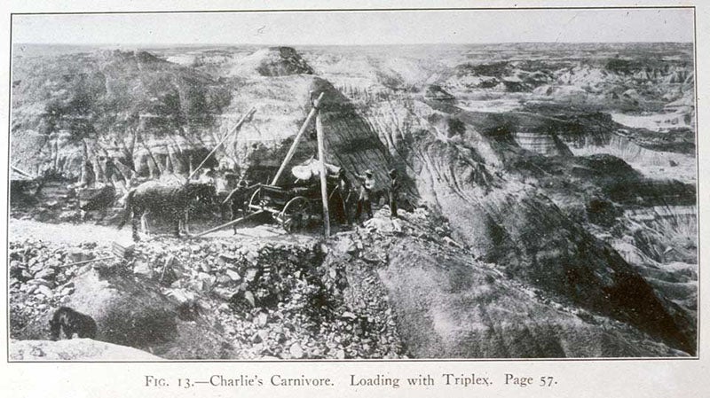 “Charlies’s carnivore,” later called Albertosaurus, being loaded at the site of recovery along the Red Deer River, in C.H. Sternberg, Hunting Dinosaurs in the Bad Lands of the Red Deer River, Alberta, Canada, 1917 (Linda Hall Library)