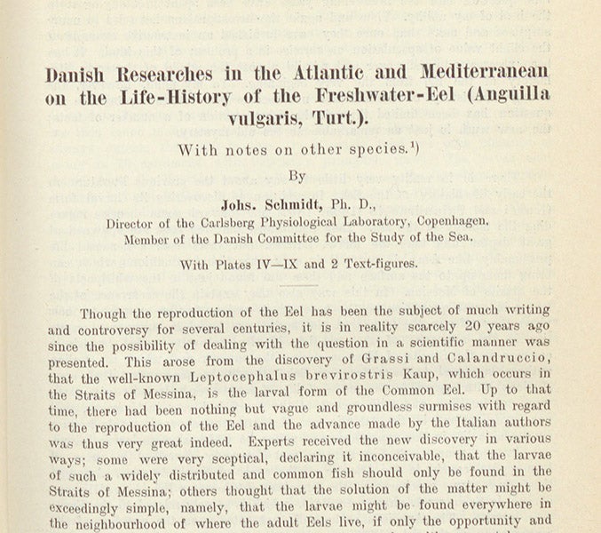 First paragraph, “Danish researches in the Atlantic and Mediterranean on the life-history of the fresh-water eel (Anguilla vulgaris),” by Johannes Schmidt, Internationale Revue der gesamten Hydrobiologie und Hydrographie, vol. 5, 1912 (Linda Hall Library).