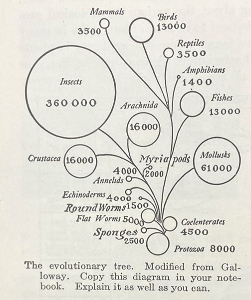 “The evolutionary tree,” diagram in A Civic Biology, by George W. Hunter, p. 194, 1914 (Linda Hall Library)