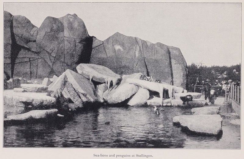 Seals and penguins in Arctic panorama, Beasts and Men, being Carl Hagenbeck's Experiences for Half a Century among Wild Animals, by Carl Hagenbeck, p. 236, 1909 (Linda Hall Library)