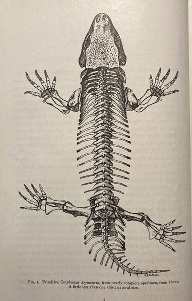 Seymouria, primitive Permian reptile, skeletal drawing and restoration by Samuel Wendell Williston, in his The Osteology of the Reptiles, ed. by William King Gregory, 1925 (Linda Hall Library)
