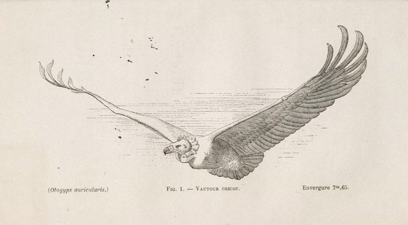 Oricou vulture, frontispiece, Louis Mouillard, <i>L'Empire de l'Air</i>, 1881 (Linda Hall Library)