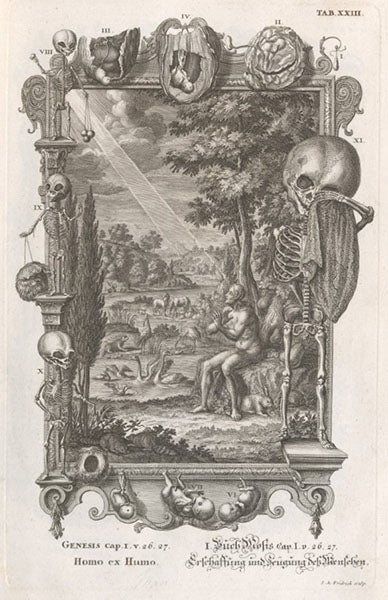 Homo ex humo, the creation of Adam (Genesis 1:26-7) and the fetal development of later humans, engraving, Johann Scheuchzer, Physica sacra, vol. 1, 1731 (Linda Hall Library)