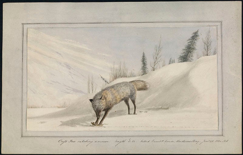 “Fox catching a Mouse,” original watercolor by Robert Hood, 1820, Library and Archives Canada (LAC) (thediscoverblog.com)
