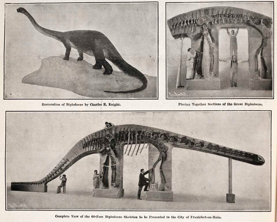 Diplodocus skeleton presented to Frankfort. This work is part of our History of Science Collection, but it was NOT included in the original exhibition. Image source: Beasley, Walter. "Diplodocus: The greatest of all earthly creatures," in: Scientific American, vol. 96, no. 24 (June 15, 1907), p. 492.