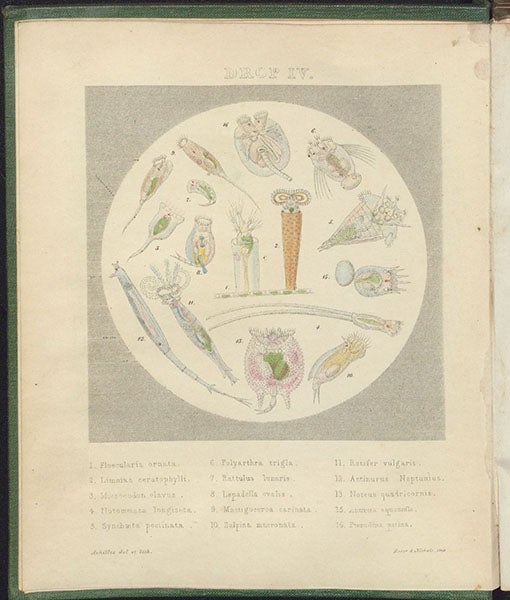  “Drop IV,” frontispiece showing various genera of rotifers, hand-colored lithograph by “Achilles,”  in Drops of Water, by Agnes Catlow, 1851 (Linda Hall Library)