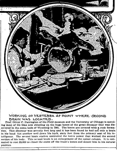 Oliver Farrington examining a cavity in a vertebra of a Brachiosaurus skeleton at the Field Museum, photograph, Chicago Tribune, Feb. 25, 1903 (geologywriter.com)