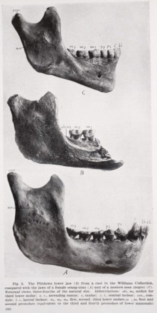 Piltdown lower jaw (B) compared to jaw of orangutan (A) and human (C). Image source: Gregory, William King. "The Dawn Man of Piltdown, England.” American Museum Journal, vol. 14, 1914, p. 192.