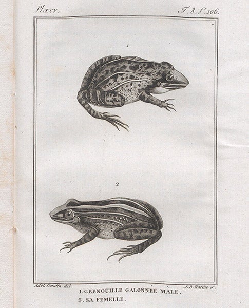 Two braided frogs, engraving, after Adélaļde Daudin, in François Daudin, Histoire naturelle ... des reptiles, vol. 8, 1803 (Linda Hall Library)