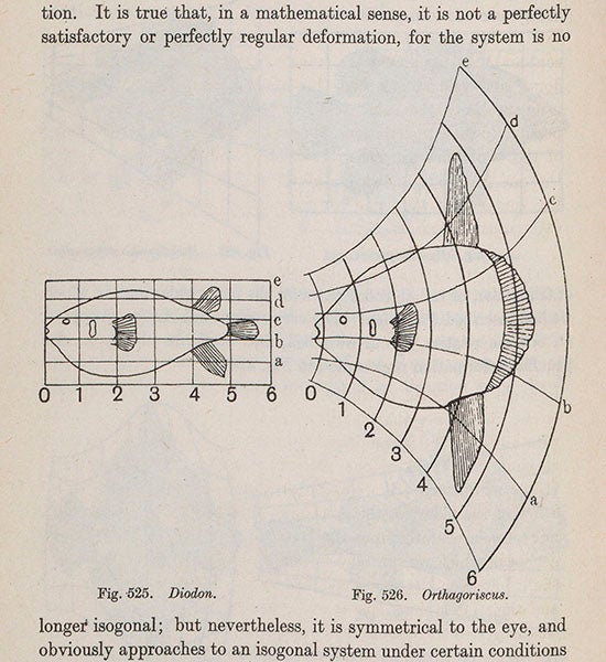 Graph of the form of <i>Diodon</i> (porcupinefish), left, distorted to produce the form of an <i>Orthagoriscus</i> (ocean sunfish), right, <br>from Thompson, <i>On Growth and Form</i>, 1945 (Linda Hall Library)