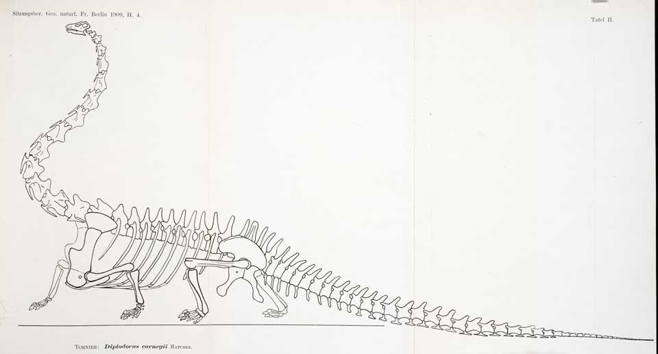 Re-evaluation of Diplodocus restoration by Tornier. This work is part of our History of Science Collection, but it was NOT included in the original exhibition. Image source: Tornier, Gustav. "Wie war der Diplodocus carnegii wirklich gebaut?" in: Sitzungsbericht der Gesellschaft naturforschender Freunde zu Berlin, Jahrgang 1909, tab. 2.