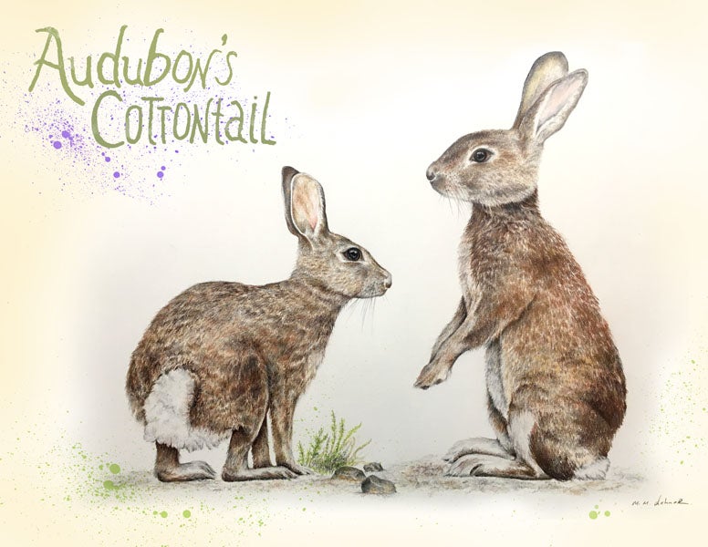 Audubon’s cottontail, Melissa Dehner, 2019