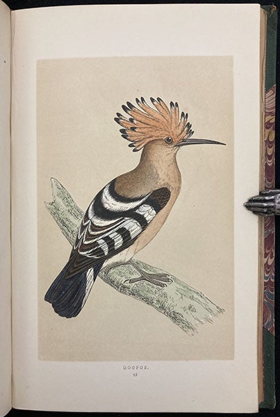 Hoopoe, colored wood engraving by Benjamin Fawcett, A History of British Birds, by Francis Orpen Morris, vol. 1, plate 48, p. 316, 1851 (Linda Hall Library)