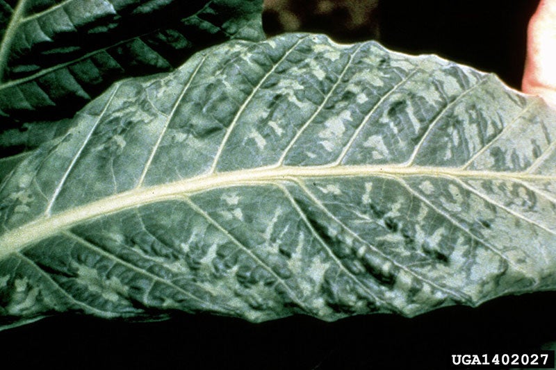 Tobacco leaf infected with tobacco mosaic virus (Wikimedia commons)