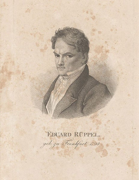Portrait of Eduard Rüppell, photograph, undated, Rijksmusuem, Amsterdam (Wikimedia commons)