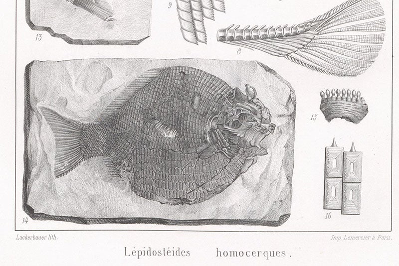 Fossil fish, from Louis Agassiz’s Recherches sur les poissons fossils, 1833, detail of a larger plate, lithograph by Pierre Lackenbauer, in Traité de paléontologie, Atlas, by François-Jules Pictet, plate 34, 1853-57 (Linda Hall Library)  