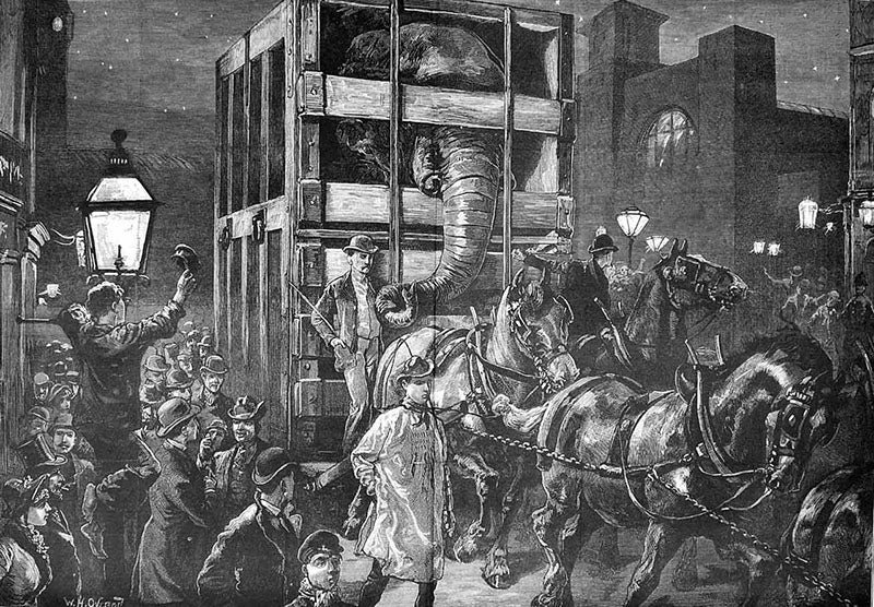 Jumbo’s journey to the shipping docks after being sold to P.T. Barnum, steel engraving from the Illustrated London News, Apr. 1, 1882 (Wikimedia commons)