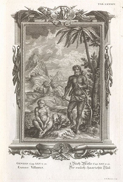 Esau vilosus from Genesis 25:25, with a hairy Esau paired with a drawing of a chimpanzee, engraving, Johann Scheuchzer, Physica sacra, vol. 1, 1731 (Linda Hall Library)