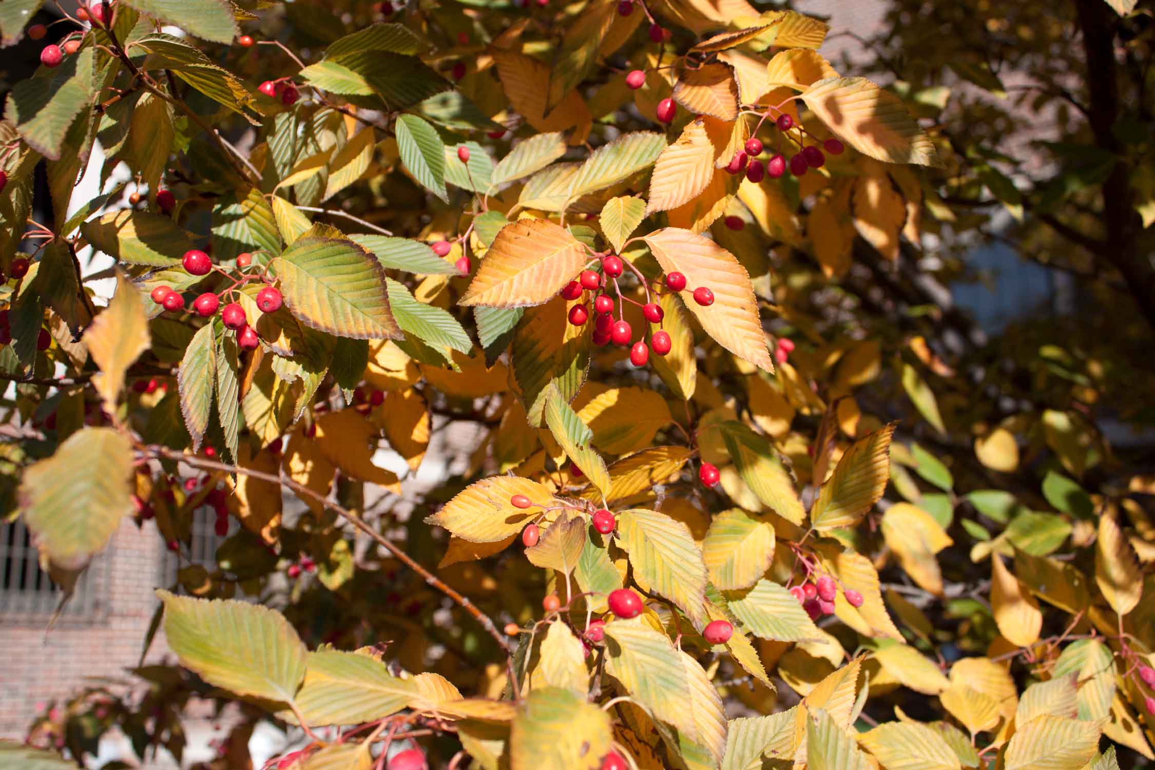 Korean Mountain Ash 38-1-2 - Linda Hall Library
