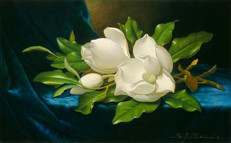Magnolias on a Blue Velvet Cloth, oil on canvas, Martin Johnson Heade, 1890, National Gallery, Washington, D.C. (nga.gov)