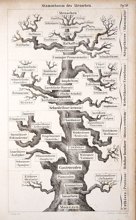 Evolution Sources 19. Humans in the Evolutionary Tree, 1874 - The Linda Hall