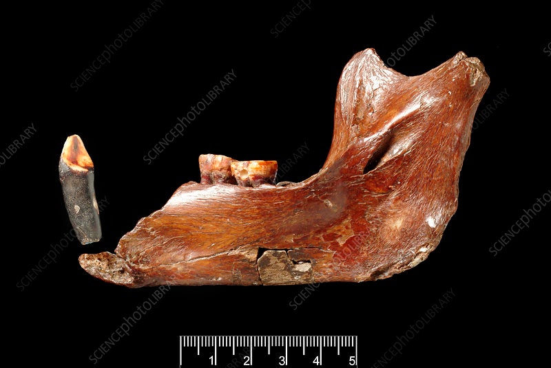 The Piltdown jaw and canine, modern photograph (sciencephoto.com)