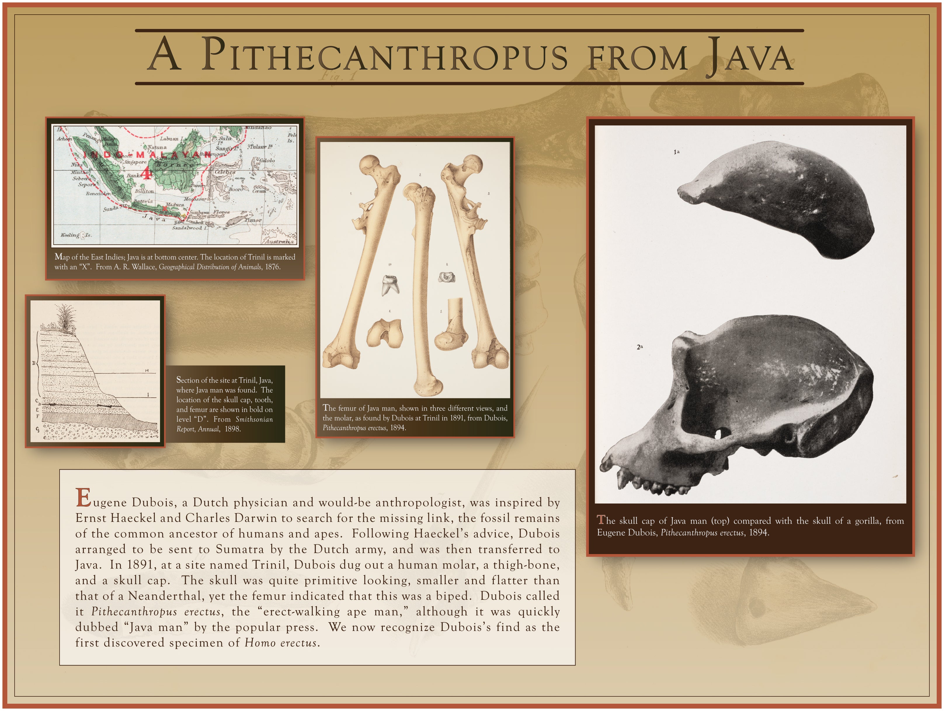 A Pithecanthropus from Java
First specimen of Homo erectus is found in 1891.